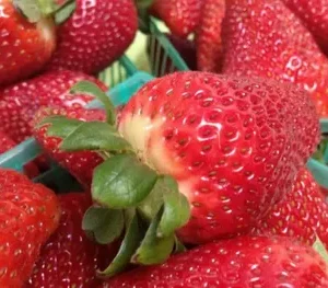 Саженцы клубники Альбион