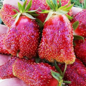 Саженец клубники Купчиха