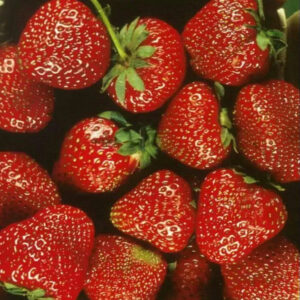 Саженцы клубники тотем