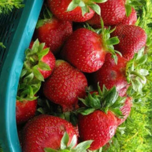 Саженцы клубники Кардинал