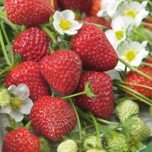 саженцы клубники Остара